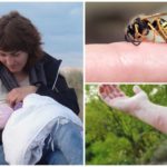 Danger of wasp sting during lactation
