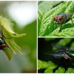 Flies in nature