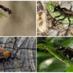 Different kinds of wasps
