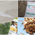 Remedies against wasps