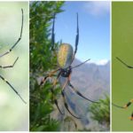 Large tree orb-web spiders
