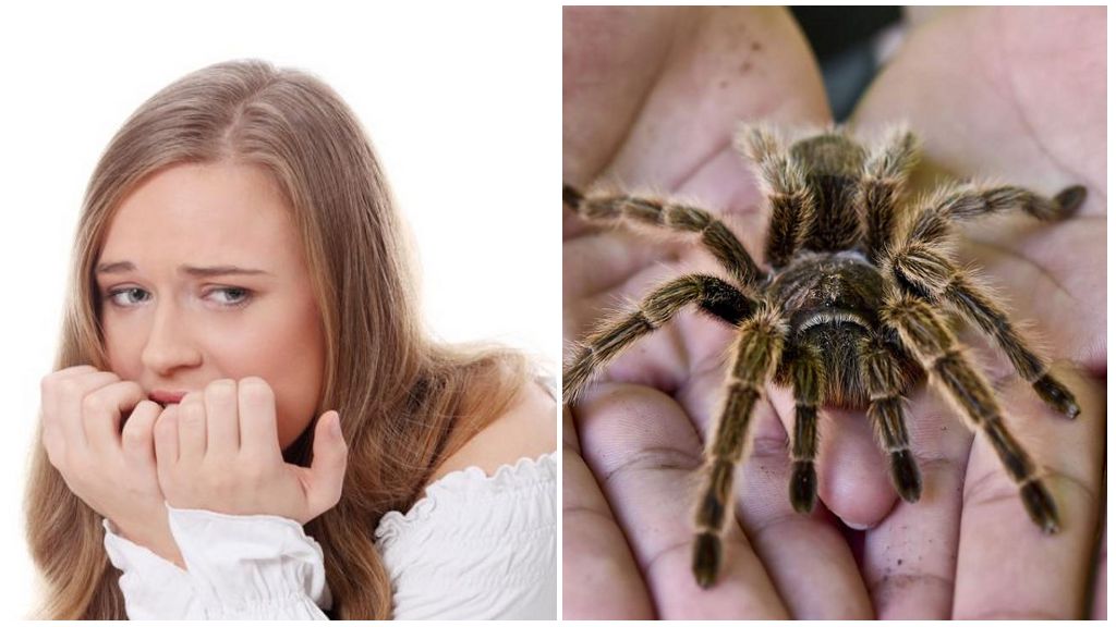 my phobia is spiders essay