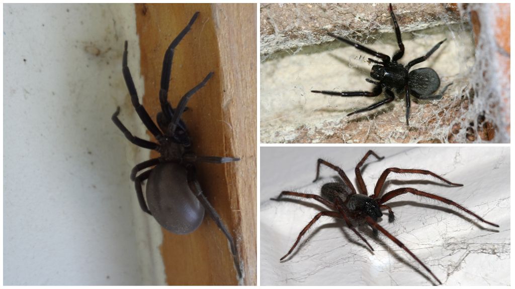 Fekete otthoni pók