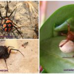 Types of karakurt spider
