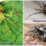 The most beautiful spiders in the world
