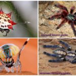The most beautiful spiders in the world