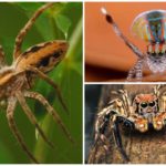 Types of safe spiders