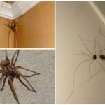 Spiders in the house