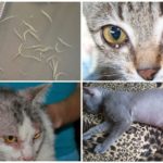 Signs of Ascariasis in Cats
