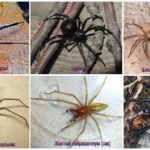 The scariest spiders