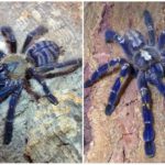Blue spider tarantula