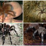 The scariest spiders